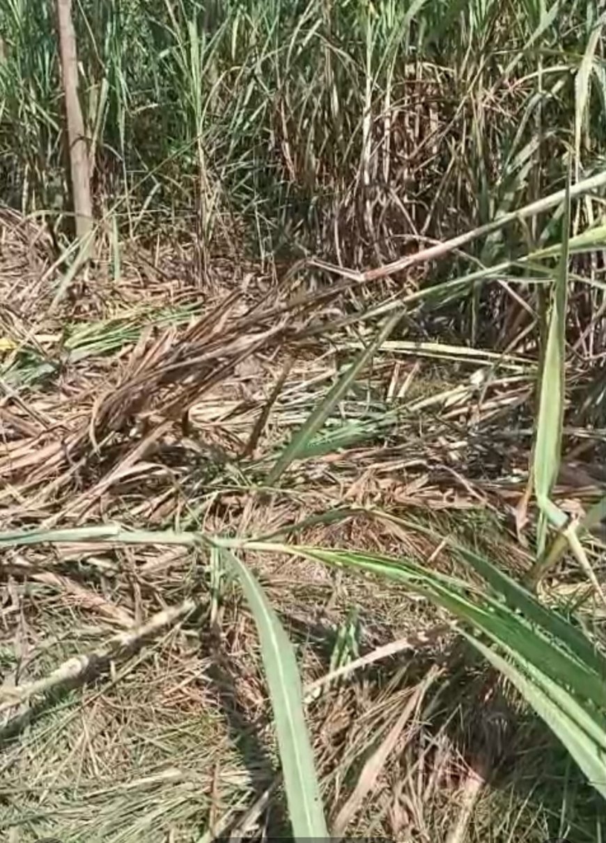 Uttrakhand : हाथियों ने 10 बीघा गन्ने की फसल को रौंदा, लाखों का हुआ नुकसान