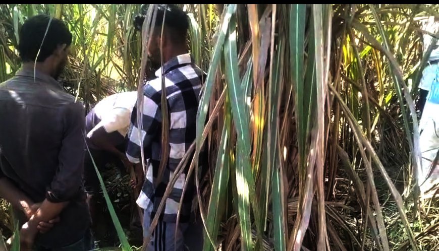 Uttrakhand : गोवंश सैल ने मुंडिया कला में छापा मारा दो आरोपी मौके से फरार
