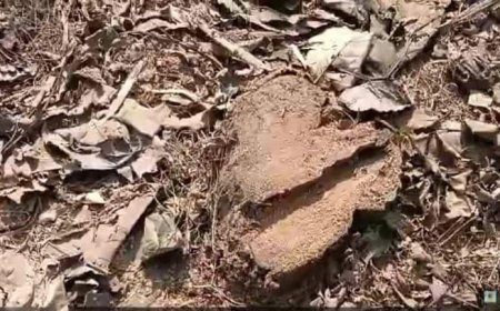 Gonda : कटरा रेंज में वन माफियाओं का आतंक, हरे पेड़ों की अवैध कटान जारी