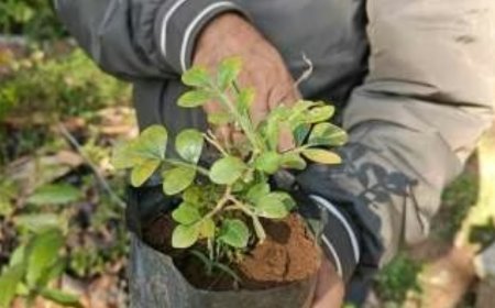 Ayodhya : सरयू तट पर बस्तर की रामायण कालीन औषधियां लगेंगी, औषधि पार्क में सजेगी दंडकारण्य की दुर्लभ जड़ी-बूटियां