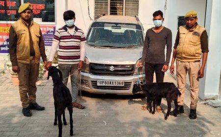 Hardoi : सुरसा में बकरा चोरी के दो आरोपी गिरफ्तार, दो बकरे और कार बरामद