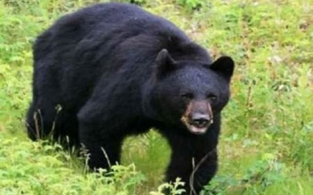 रुद्रप्रयाग में भालुओं का बढ़ता आतंक: केदारघाटी के रामपुर गांव में व्यक्ति पर हमला, बच्चों की सुरक्षा के लिए जिले के सभी स्कूलों का समय बदला। 