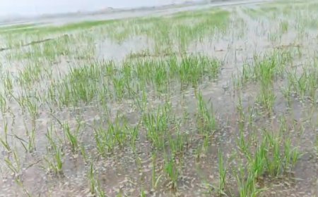 Hardoi : भदैंचा रजबहा कटने से तीन गांवों की चार सौ बीघा फसल जलमग्न, विभाग की लापरवाही से खेत बने तालाब