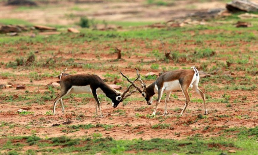 Lucknow: तीन वर्षों में 161 करोड़ रुपए खर्च, इको-फ्रेंडली सुविधाओं से बदल रही यूपी के जंगलों की तस्वीर। 