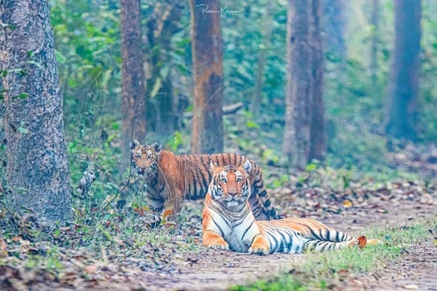 Lakhimpur Kheri: यूपी के जंगलों में लौटी रौनक: इको-टूरिज्म बनी वन्यजीवों की सहेली, 161 करोड़ का मेगा प्लान। 
