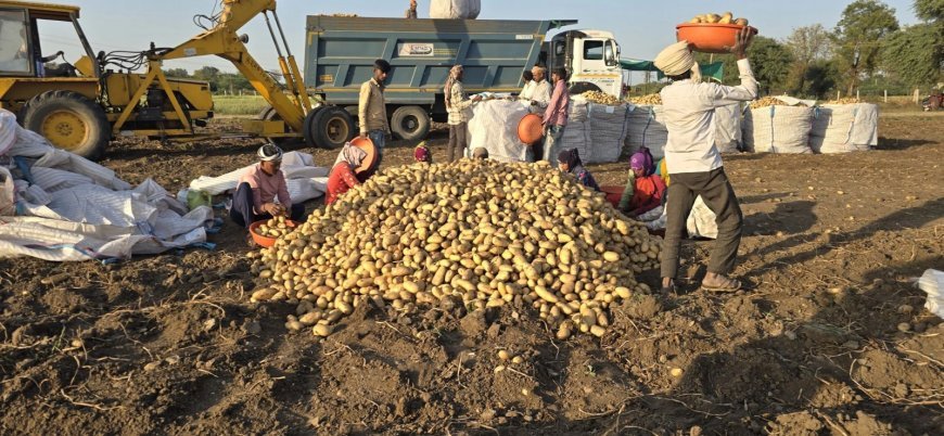 Lucknow : नेशनल हॉर्टिकल्चर बोर्ड ने सिग्ना फार्म, आगरा में अंतर्राष्ट्रीय आलू अनुसंधान केन्द्र के कार्यों को दी गति