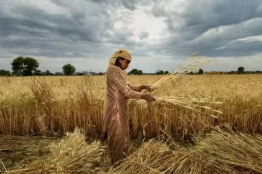 Lucknow : रिकॉर्ड रबी उत्पादन लक्ष्य की ओर अग्रसर उत्तर प्रदेश, 500 लाख मी०टन उत्पादन का लक्ष्य निर्धारित