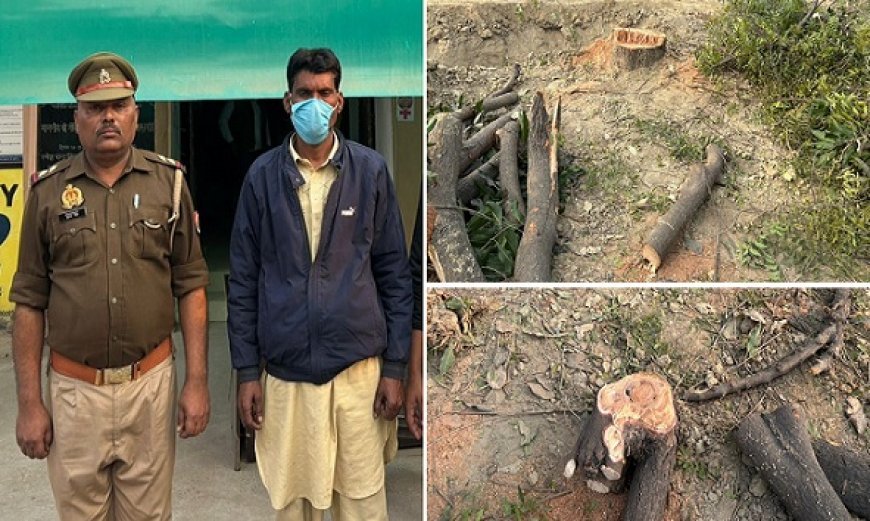 Hardoi: संडीला में हरे पेड़ों की अवैध कटाई का मामला उजागर, एक व्यक्ति गिरफ्तार, पुलिस ने बरामद की कई प्रतिबंधित पेड़ों की लकड़ी। 