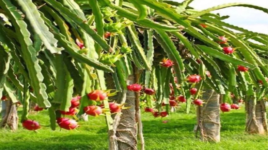 Amethi : अमेठी में युवा किसान ने ड्रैगन फ्रूट की खेती से दोगुनी आय हासिल की