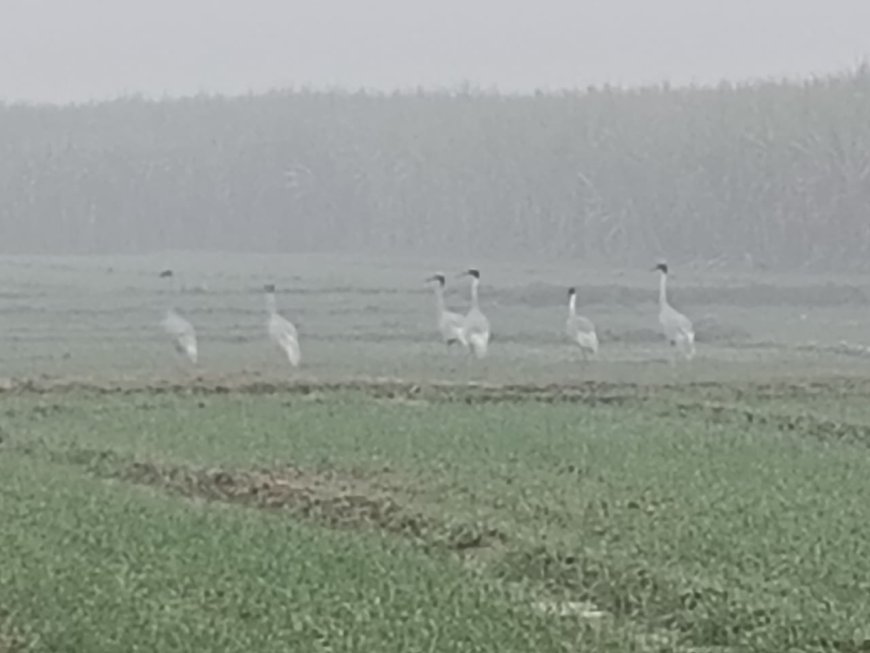 Pilibhit : शरद कालीन सारस गणना में पीलीभीत की तीनों रेंजों में पाए गए 98 सारस, ग्रीष्मकालीन सारस गणना से शरद कालीन सारस गणना में हुई वृद्धि