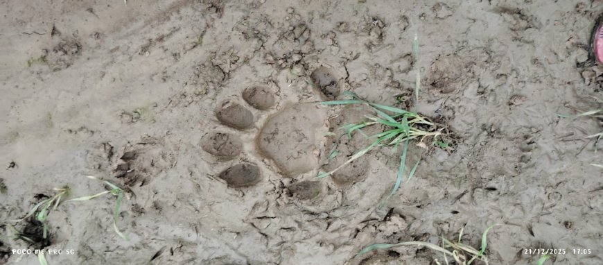 Sitapur : लहरपुर में अज्ञात जंगली जानवर के पैरों के निशान मिलने से दहशत