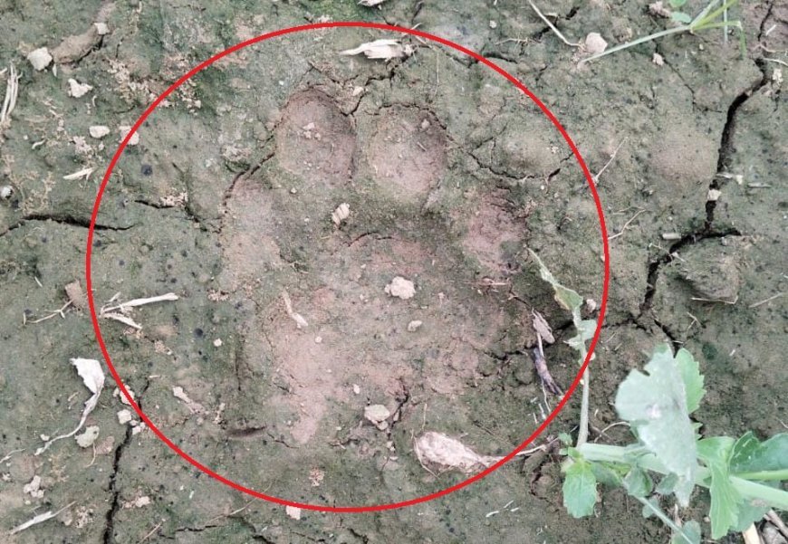Sitapur : सीतापुर के लहरपुर में जंगली जानवर के पदचिन्ह से ग्रामीणों में दहशत