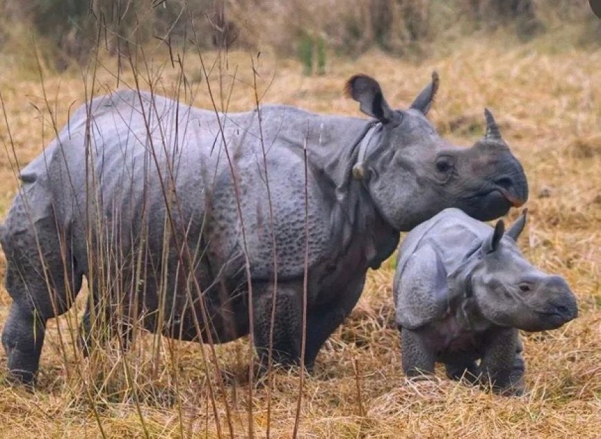 Lucknow: दुधवा-गौरीफंटा बस सेवा को मिला विस्तार, प्राकृतिक पर्यटन को मिलेगा नया बढ़ावा- जयवीर सिंह