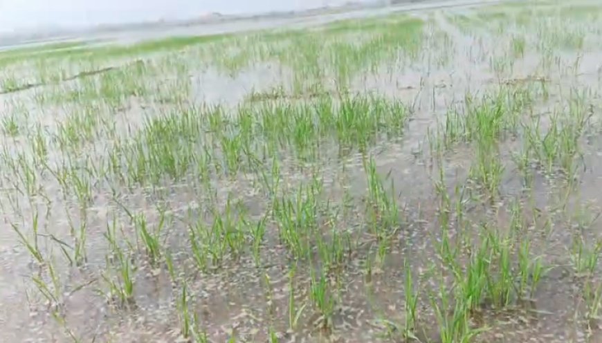 Hardoi : भदैंचा रजबहा कटने से तीन गांवों की चार सौ बीघा फसल जलमग्न, विभाग की लापरवाही से खेत बने तालाब