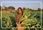 Lucknow: Uttar Pradesh leads in women’s empowerment with rural women in 826 blocks across 75 districts learning modern farming techniques.