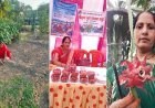 Lucknow: गांव में स्ट्रॉबेरी, ड्रैगनफ्रूट और रागी से तीन लाख तक कमा रहीं इटावा की मंत्रवती शाक्य। 