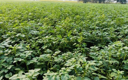 Lucknow : शीतलहर और कोहरे से आलू की पछेती फसल में झुलसा रोग का खतरा बढ़ा