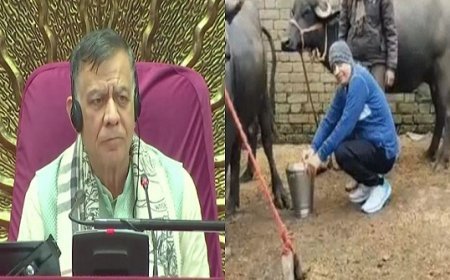 उत्तर प्रदेश विधानसभा अध्यक्ष सतीश महाना ने मॉर्निंग वॉक में भैंस का दूध दुहा, बिदकने पर समर्थकों ने चुप कराया। 
