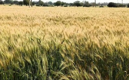 Lucknow : गेहूं की फसल में पीलापन आने पर समय रहते उपचार जरूरी