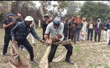 Gonda : गोंडा के पहाड़ापुर में विशाल अजगर दिखाई देने से मचा हड़कंप, वन विभाग ने किया रेस्क्यू