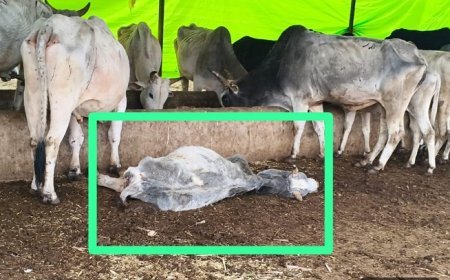 Sitapur: गौशाला बनी 'डेथ चैंबर': बेजुबानों की लाशों पर दावत उड़ा रहे कौवे। 