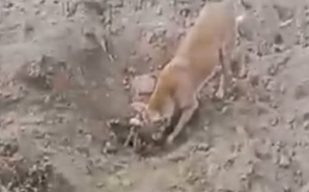 Hathras : चंदपा में अवैध मिट्टी खनन के दौरान गाय की मौत, ग्राम प्रधान पर आरोप