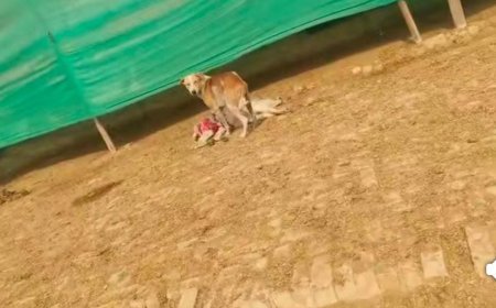 Ambedkarnagar : अंबेडकरनगर में पागल कुत्ते ने 15 लोगों पर किया हमला, गांव में फैली दहशत