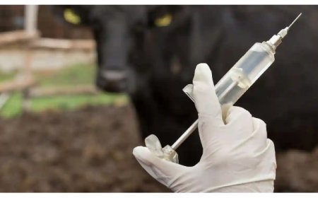 Hardoi: हरदोई में खुरपका-मुंहपका टीकाकरण अभियान का सातवां चरण 22 जनवरी से शुरू। 