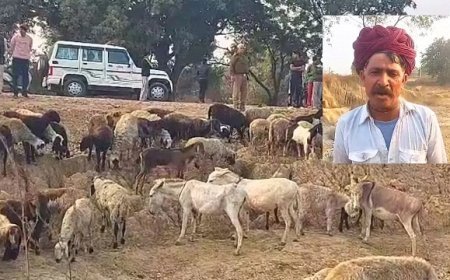 ग्रेटर नोएडा में फैक्ट्री से निकले जहरीले पानी से 25 भेड़ों की मौत, 50 से अधिक गंभीर। 