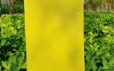 Hardoi : हरदोई में किसानों को मिलेगा ‘#येलो_स्टिकी_ट्रैप’, कीट नियंत्रण का सस्ता व पर्यावरण-अनुकूल समाधान