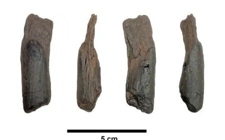 ग्रीस में खोजे गए 4,30,000 साल पुराने लकड़ी के औजारों ने प्राचीन मानव तकनीक की नई झलक दी, वैज्ञानिकों ने बताई उपयोग की संभावनाएं।
