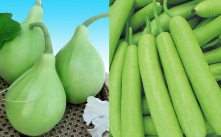 लंबी लौकी या गोल लौकी, कौन सी सब्जी है सेहत के लिए ज्यादा फायदेमंद? दोनों के पोषण मूल्य और स्वास्थ्य लाभों में अंतर जानें