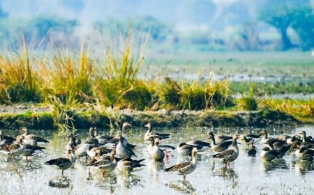 विश्व वेटलैंड्स दिवस से पहले यूपी को बड़ी सौगात: एटा का पटना पक्षी अभयारण्य बना 11वां रामसर साइट।