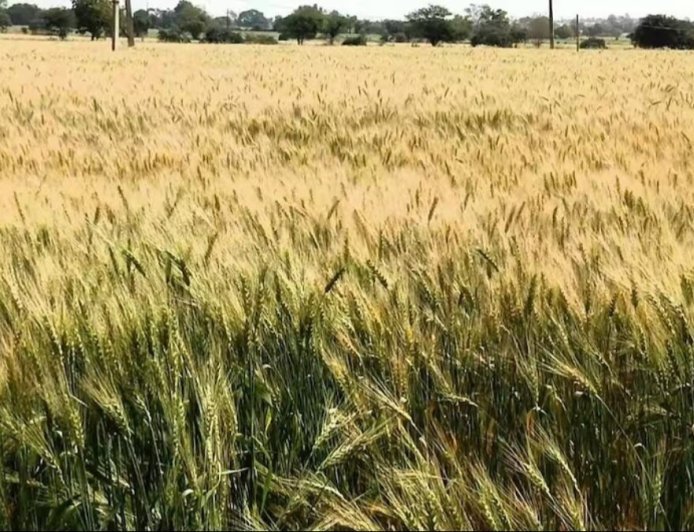Lucknow : गेहूं की फसल में पीलापन आने पर समय रहते उपचार जरूरी