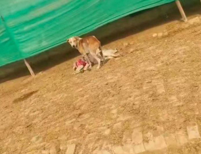 Ambedkarnagar : अंबेडकरनगर में पागल कुत्ते ने 15 लोगों पर किया हमला, गांव में फैली दहशत