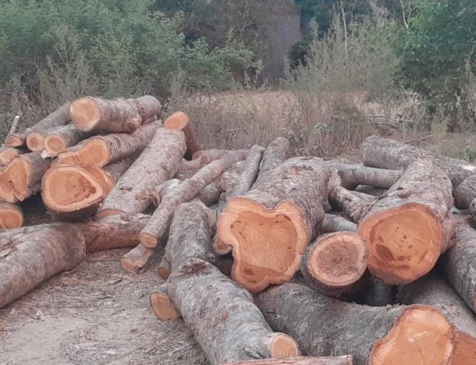 Ayodhya : खंडासा में अवैध लकड़ी कटाई के मामले सामने आए, वन विभाग पर मिलीभगत के आरोप