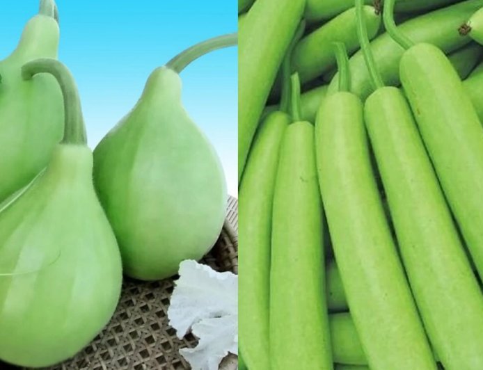 लंबी लौकी या गोल लौकी, कौन सी सब्जी है सेहत के लिए ज्यादा फायदेमंद? दोनों के पोषण मूल्य और स्वास्थ्य लाभों में अंतर जानें