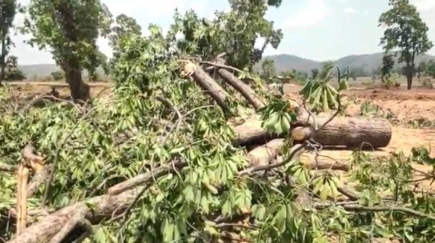 Bajpur : बाजपुर में वन विभाग की टीम पर नकाबपोश लकड़ी तस्करों ने जानलेवा हमला किया, बंदूक छीनकर फरार