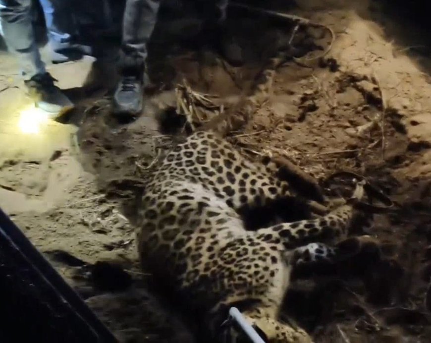 Hapur : हापुड़ के कनिया कल्याणपुर गांव में कई दिनों से दहशत फैलाने वाला तेंदुआ पकड़ा गया