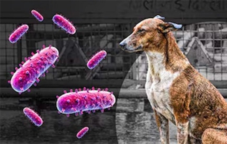 दिल्ली में मानव रेबीज को नोटिफायबल डिजीज घोषित किया गया, सभी संदिग्ध और पुष्ट मामलों की अनिवार्य रिपोर्टिंग से रेबीज पर प्रभावी नियंत्रण। 
