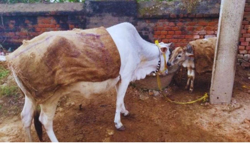 Hardoi: शीत लहर एवं ठंड से पशुओं की सुरक्षा के लिए महत्वपूर्ण सलाह। 