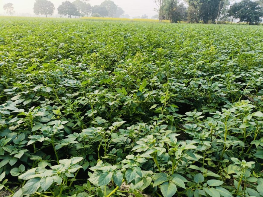 Lucknow : शीतलहर और कोहरे से आलू की पछेती फसल में झुलसा रोग का खतरा बढ़ा