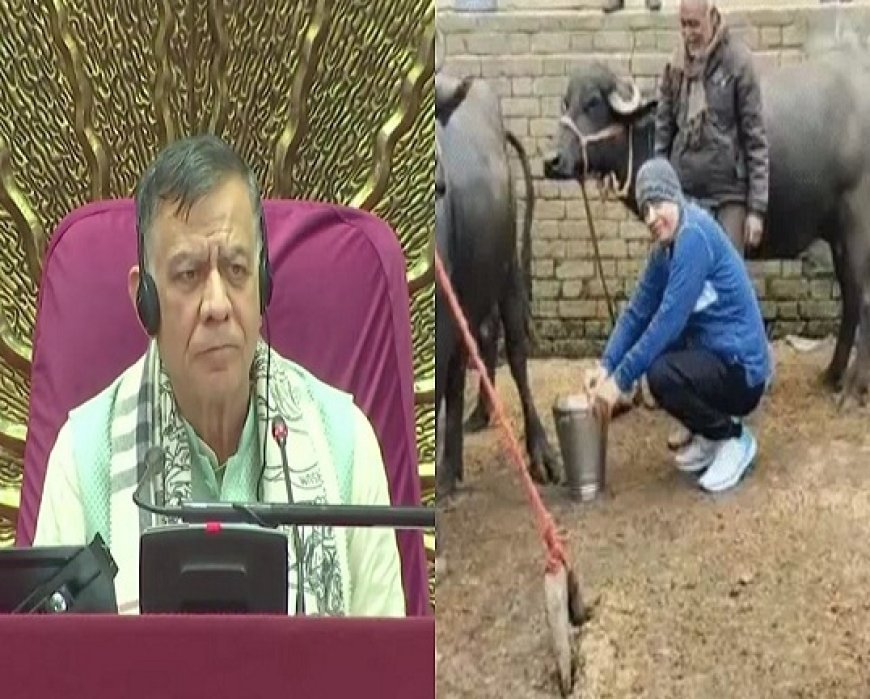 उत्तर प्रदेश विधानसभा अध्यक्ष सतीश महाना ने मॉर्निंग वॉक में भैंस का दूध दुहा, बिदकने पर समर्थकों ने चुप कराया। 