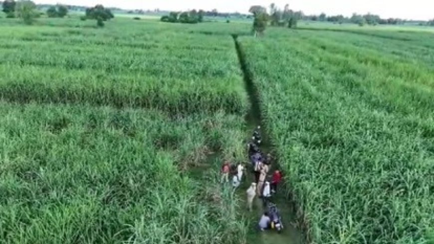 Lakhimpur : लखीमपुर खीरी के तराई क्षेत्र में हिंसक जंगली जानवरों के लिए वरदान बन रहा कृषि क्षेत्र