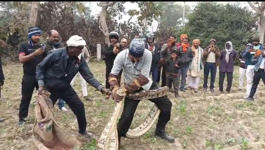 Gonda : गोंडा के पहाड़ापुर में विशाल अजगर दिखाई देने से मचा हड़कंप, वन विभाग ने किया रेस्क्यू
