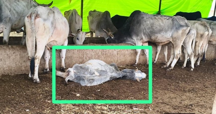 Sitapur: गौशाला बनी 'डेथ चैंबर': बेजुबानों की लाशों पर दावत उड़ा रहे कौवे। 