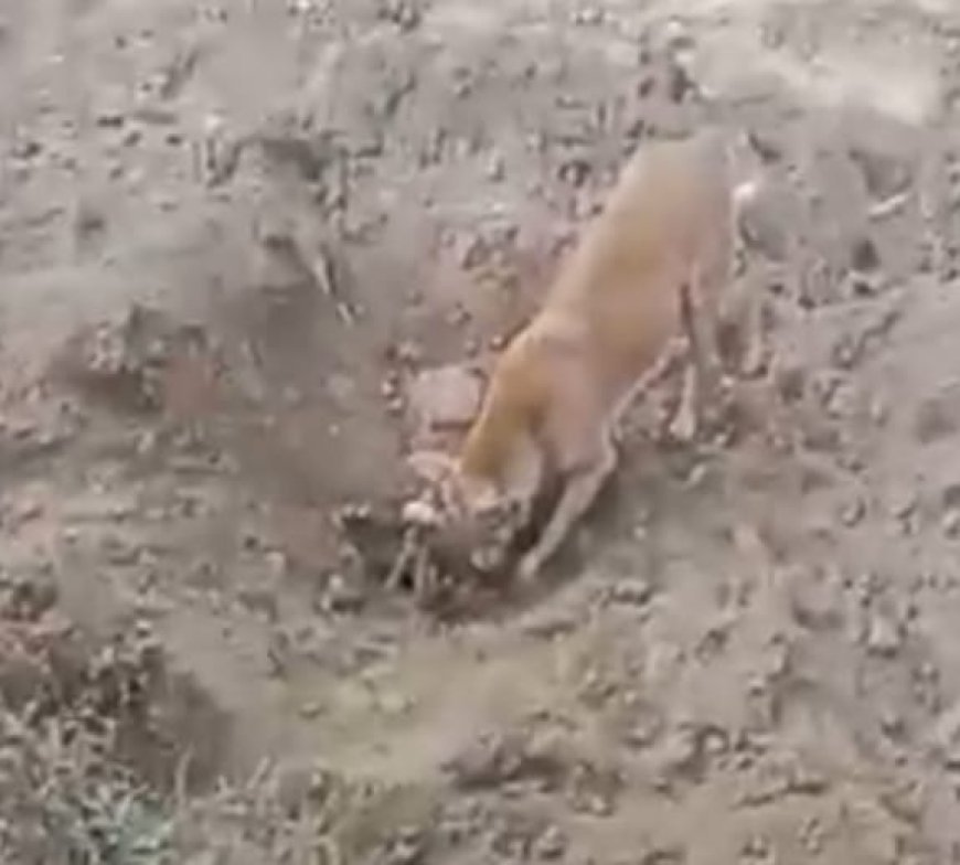 Hathras : चंदपा में अवैध मिट्टी खनन के दौरान गाय की मौत, ग्राम प्रधान पर आरोप