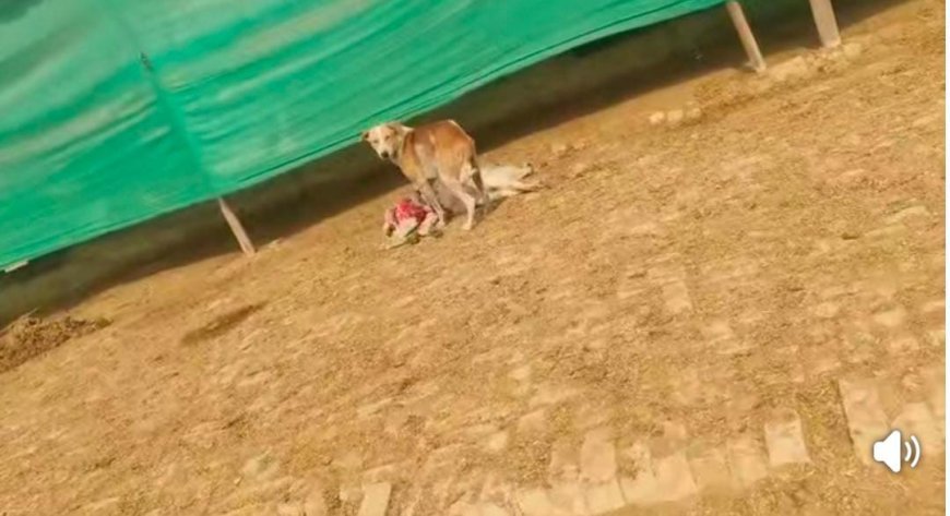 Ambedkarnagar : अंबेडकरनगर में पागल कुत्ते ने 15 लोगों पर किया हमला, गांव में फैली दहशत