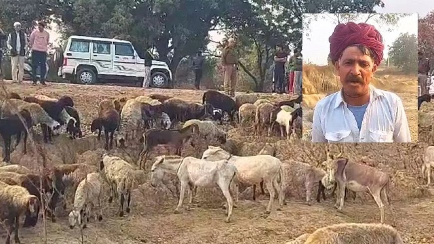 ग्रेटर नोएडा में फैक्ट्री से निकले जहरीले पानी से 25 भेड़ों की मौत, 50 से अधिक गंभीर। 