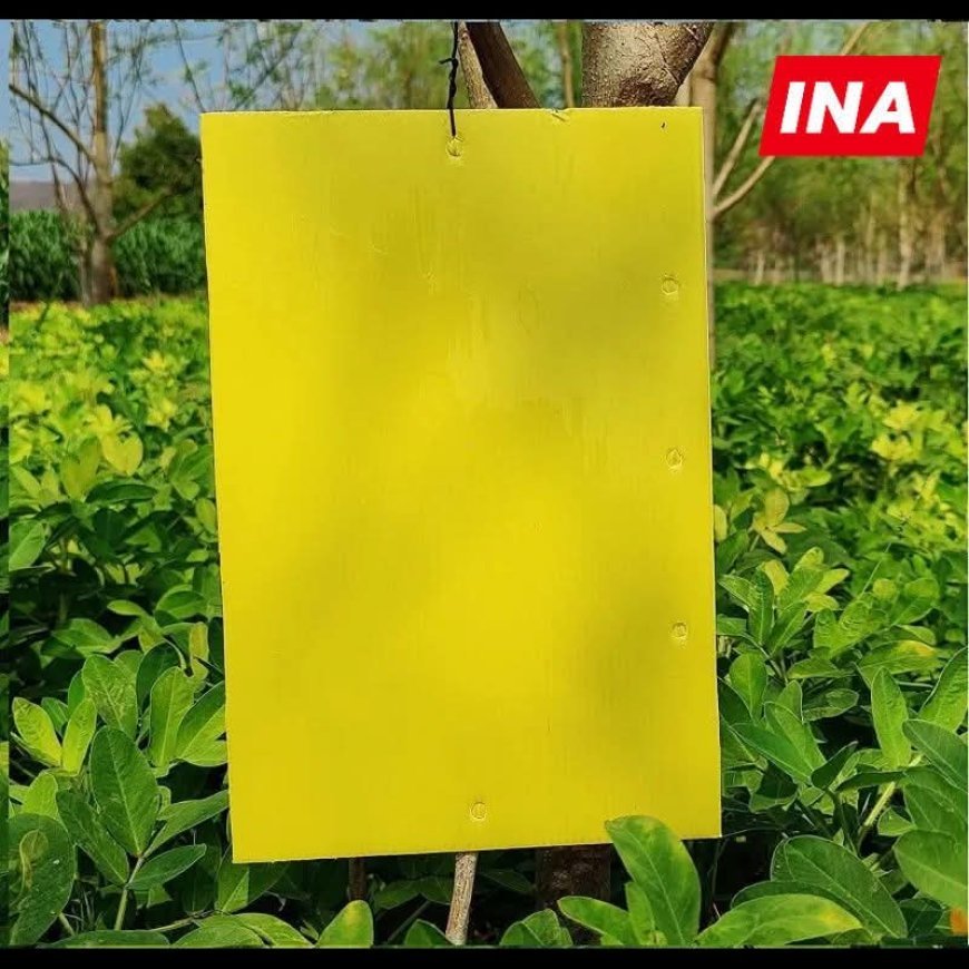 Hardoi : हरदोई में किसानों को मिलेगा ‘#येलो_स्टिकी_ट्रैप’, कीट नियंत्रण का सस्ता व पर्यावरण-अनुकूल समाधान